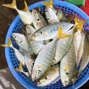 Cá ngân - Ảnh 2