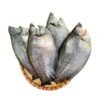Cá sặc