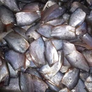 Cá sặc - Ảnh 2