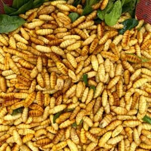 Nhộng luộc - Ảnh 2