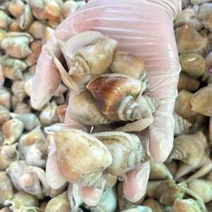 Ốc nhảy - Ảnh 2