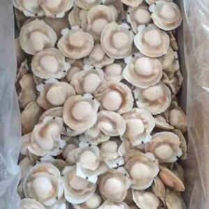 Sò điệp nửa mảnh (bỏ trứng) - Ảnh 2