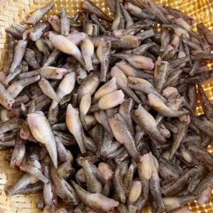 Cá bống trứng - Ảnh 2